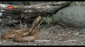 Cape cobra Hunting in the Woodlands