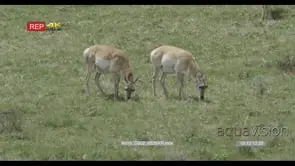 A pair of Pronghorns walking and grazing WS PROFILE