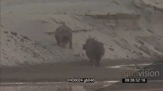 Hippo bull walk down riverbank hippos facing off intimidation behaviour cautiously.