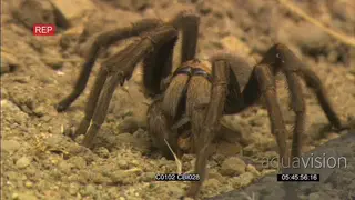 Baboon tarantula spider feeding on a prey SCENIC GOOD LIGHT