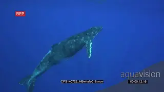 Humpback Whale swimming upwards out of deep blue ocean towards surface HA LS TU HAND