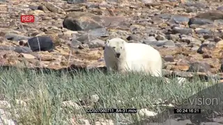 Polar bear with moulting fur walking away over rocks constantly looking back HEAT HAZE