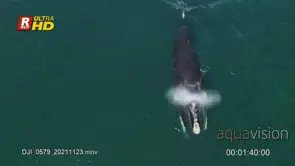 Adult female Southern right whale and her young swimming, lob tailing and V- shaped blow