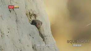 Common dwarf mongoose hiding in burrow in an anthill