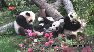 A group of Giant Panda cubs feeding from bottles WS GENERAL BEHAVIOUR