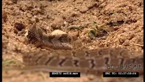 Rhombic Egg Eater feeds on an egg and ridges in the mouth assisting with swallowing. MCU.