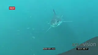 A Great white shark gently swimming underwater in ocean then turning and passing by.