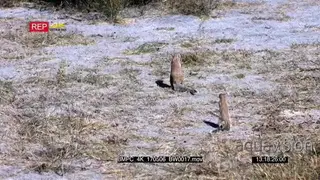 Male cape ground squirrel defending territory by chasing an intruder away