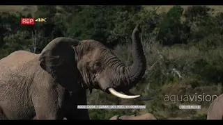 Elephant sniffing the air