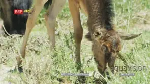 Close up shot of wildebeest foal grazing