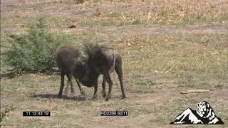 Warthogs graze, joust, dominance display WS