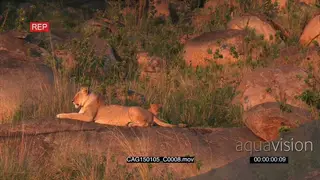 African Lioness laying down on rocks and cubs playing then walking away MWS HAND
