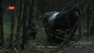 Mountain Gorilla and juvenile standing in forest MLS HAND