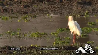 Spoon bill stork fishing in the lagoon