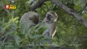 Aggressive behaviour between two Vervet Monkey play fighting on top of a tree branch…