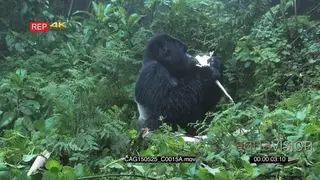 Mountain Gorilla sitting in forest eating MLS HAND