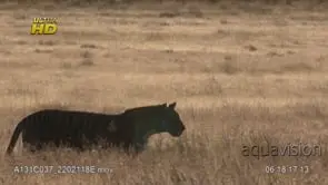 Adult Tiger walking, scouting and patrolling on a long dry grass, MWS;PAN;LATE AFTERNOON