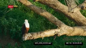 African fish eagle perched next to the river