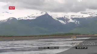 Wolf hunting salmon, walking and walking around.