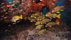 School of ribbon sweetlips and pygmy sweeper.