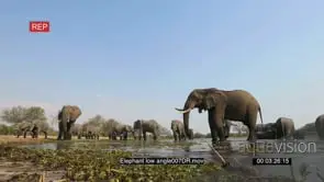 Spectacular low angle footage of elephants drinking at waterhole