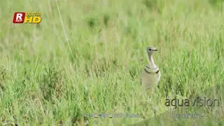 Double-banded courser walking and looking around.