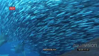 School of Blacktip Sharks with Cape Gannets swimming hunting and attacking Sardine bait.