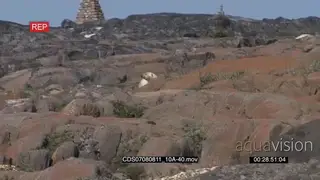 Polar bear scared by gun flair shots alerted scouting around walking away amongst boulders
