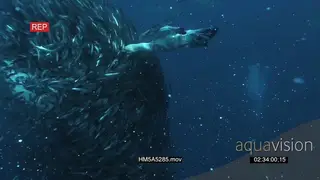 Swimming down Cape Gannets feeding on Sardine bait ball.