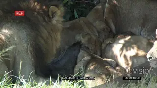 African Lion pride feeding on a kill on bushveld MLS HAND