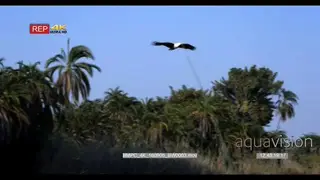 African Fish Eagle, catching fish