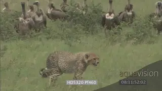 White-backed vultures flying in landing as young Cheetah tries to scare chase them off.
