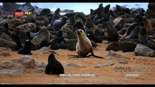Tracking shot of adult cape fur seal waddling on the beach passing babies suckling on.