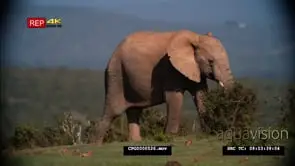 African Elephants grazing MS