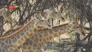 Close shot of giraffe group necking CU of heads and neck