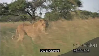 POV Lion walking next to Male Lion in long grass