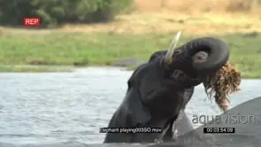 Young bull playing with some vegetation while swimming in a river in the Okavango Delta