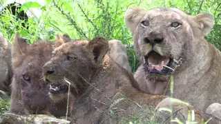 African Lion Pride sitting under the tree feeding on a kill with cubs DIRTY BLOODY
