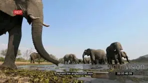 Spectacular low angle footage of elephants drinking at waterhole