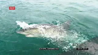 Great white shark small breach hunting TOPSIDE