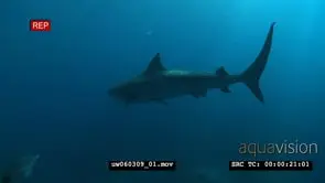 Tiger Shark swimming around underwater in ocean through a school of Blacktails MLS PAN WS.