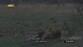 African male lion sleeping in FG Giraffes alerted looking