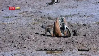 A group of cape ground squirrel standing upright, feeding and grooming next to their den