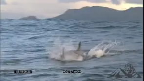 Great White Shark breach, seal try to evade shark (nice) lots of action