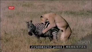 Lioness catches, take down and kills a zebras