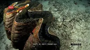 A huge giant clam Tridacna gigas tightens its muscle and closes itself tighter