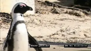 African Penguins on Boulders beach, between bathers and beachgoers
