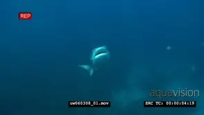 Tiger Shark swimming around underwater in ocean towards camera then passing by it WS…