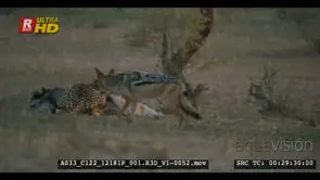 Pan shot from cheetah eating springbok kill to two jackals waiting to get piece of meat