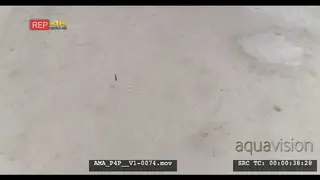 Aerial Drone Wildebeest walking over salt-pan